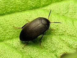 Attēlu rezultāti vaicājumam “Tetratoma fungorum”