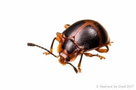 Attēlu rezultāti vaicājumam “Endomychidae”