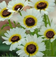 Image result for Chrysanthemum segetum