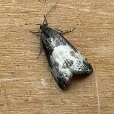 Attēlu rezultāti vaicājumam “Notocelia cynosbatella”