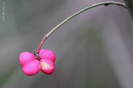 Attēlu rezultāti vaicājumam “Euonymus europaeus fruit”