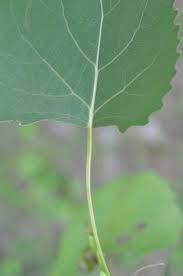 Attēlu rezultāti vaicājumam “Populus x petrowskyana leaf”