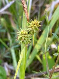 Attēlu rezultāti vaicājumam “Carex lepidocarpa leaf”