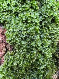 Attēlu rezultāti vaicājumam “Pellia endiviifolia”