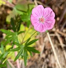 Attēlu rezultāti vaicājumam “Geranium sanguineum flower”