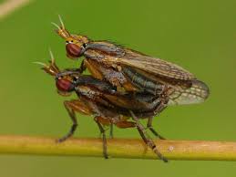 Attēlu rezultāti vaicājumam “Sciomyzidae”