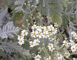 Image result for Chrysanthemum ptarmiciflorum