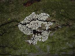 Attēlu rezultāti vaicājumam “Badhamia panicea”