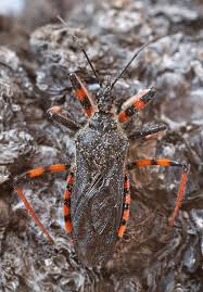 Attēlu rezultāti vaicājumam “Rhynocoris annulatus”