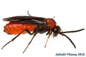 Attēlu rezultāti vaicājumam “Tenthredinidae”