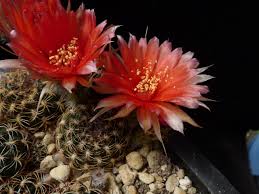 Attēlu rezultāti vaicājumam “Xylita laevigata”