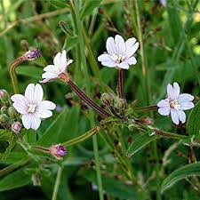Attēlu rezultāti vaicājumam “Epilobium parviflorum”