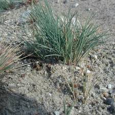 Attēlu rezultāti vaicājumam “Corynephorus canescens”