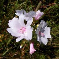 Attēlu rezultāti vaicājumam “Malva moschata alba fruit”