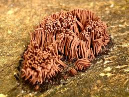 Attēlu rezultāti vaicājumam “Stemonitis splendens macro”