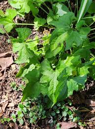 Attēlu rezultāti vaicājumam “Abietinella abietina”