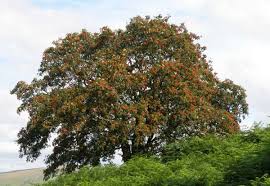 Attēlu rezultāti vaicājumam “Sorbus aucuparia”