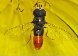 Attēlu rezultāti vaicājumam “Syrphidae”