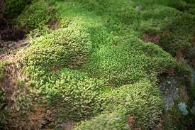 Attēlu rezultāti vaicājumam “Bazzania trilobata”