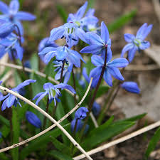 Attēlu rezultāti vaicājumam “Scilla siberica bud”