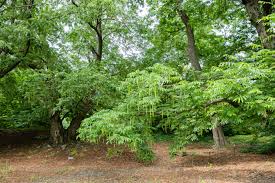 Attēlu rezultāti vaicājumam “Pterocarya fraxinifolia”