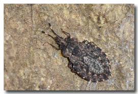 Attēlu rezultāti vaicājumam “Aradus betulae”