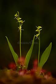 Attēlu rezultāti vaicājumam “Liparis loeselii bud”