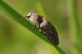 Attēlu rezultāti vaicājumam “Agrypnus murinus”