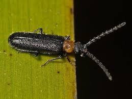 Attēlu rezultāti vaicājumam “Pyrochroidae”