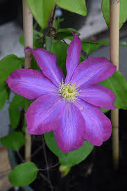Attēlu rezultāti vaicājumam “Clematis”