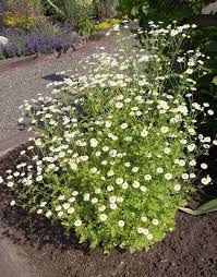 Image result for Tanacetum parthenium 'Tetraweiss'