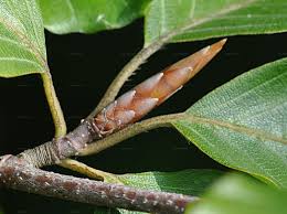 Attēlu rezultāti vaicājumam “Fagus sylvatica fo. laciniata bud”