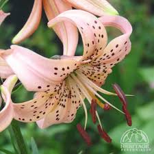 Attēlu rezultāti vaicājumam “Lilium lancifolium flower”