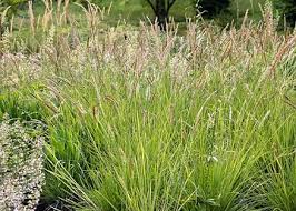 Attēlu rezultāti vaicājumam “Deschampsia flexuosa bud”