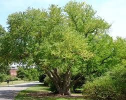 Attēlu rezultāti vaicājumam “Cercidiphyllum japonicum”
