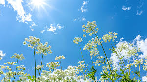 Attēlu rezultāti vaicājumam “Heracleum sosnowskyi flower”