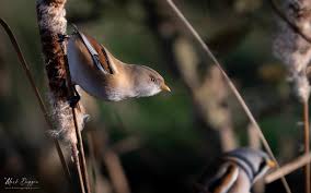 Attēlu rezultāti vaicājumam “Panurus biarmicus female”