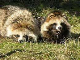 Attēlu rezultāti vaicājumam “Nyctereutes procyonoides”