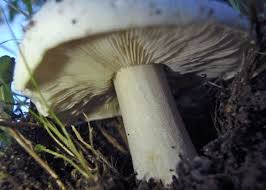 Attēlu rezultāti vaicājumam “Lepista sp.”