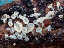 Attēlu rezultāti vaicājumam “Lachnum corticale”