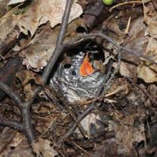 Attēlu rezultāti vaicājumam “Erithacus rubecula nest”