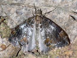 Attēlu rezultāti vaicājumam “Dysstroma truncata”