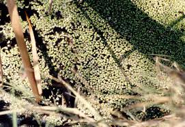 Attēlu rezultāti vaicājumam “Lemnaceae”