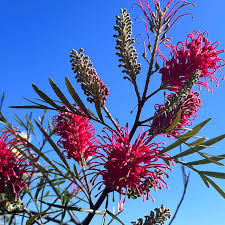 Image result for Frostabella ginsterfarmii