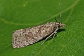 Attēlu rezultāti vaicājumam “Epiblema grandaevana”