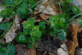 Attēlu rezultāti vaicājumam “Chrysosplenium alternifolium bud”