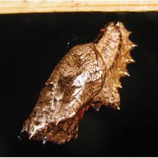 Attēlu rezultāti vaicājumam “Argynnis paphia pupa”