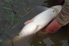 Image result for Ctenopharyngodon idella