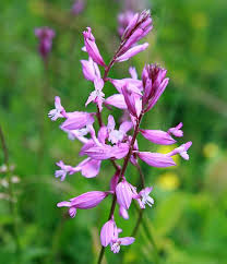 Attēlu rezultāti vaicājumam “Polygala vulgaris flower”