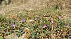 Attēlu rezultāti vaicājumam “Vicia lathyroides”